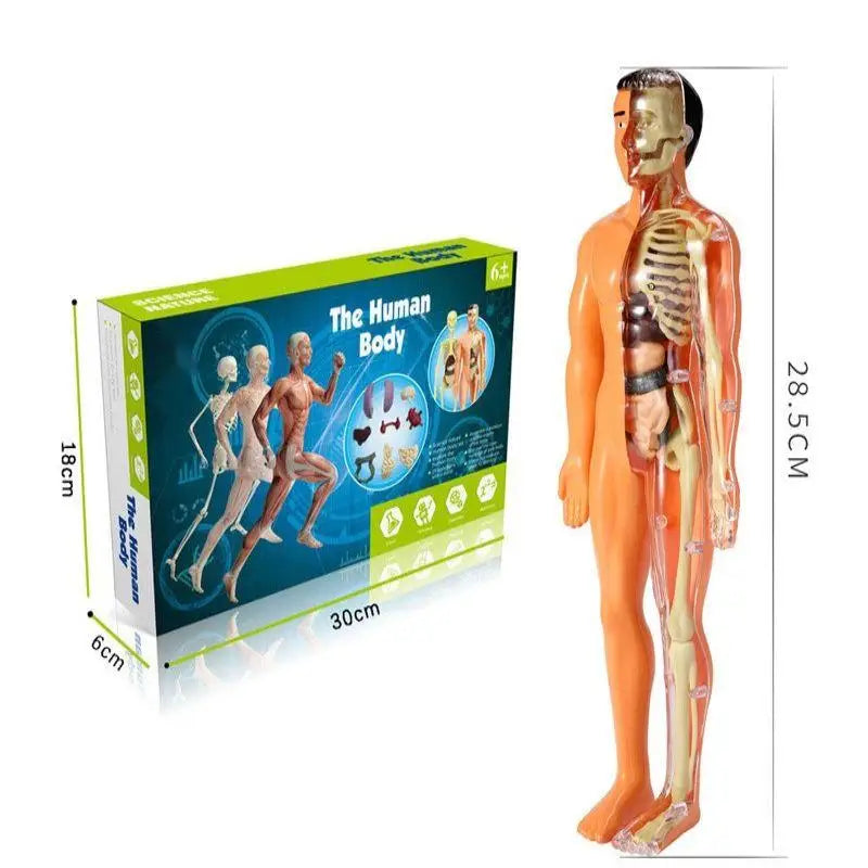 gid://shopify/MediaImage/33283815178486